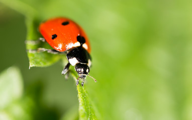 Ladybird on a green leaf in nature