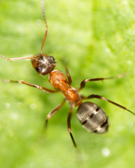 The ant on the green leaf in nature
