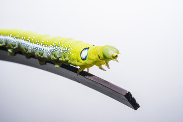 Green worm.