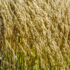 Fototapeta premium Decorative grass background
