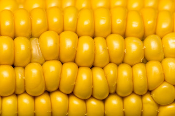 yellow corn kernels in the cob as a background