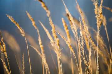 Fototapeta premium Spikes on dry grass in the autumn
