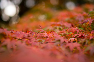 落ちた紅葉