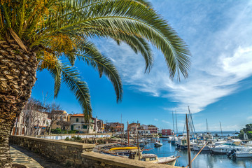 Palm tree in Stintino small harbor