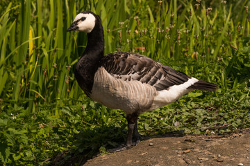 european Barnacle Geese (Branta leucopsis) sitting in gras