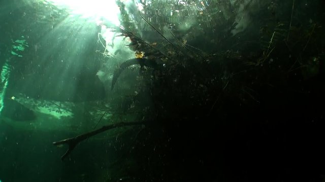 Roots of trees under water in Yucatan cenotes caves. Pure water on a green background.