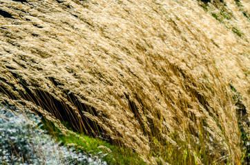 Naklejka premium Decorative grass background