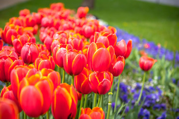 Bright red tulips flowers