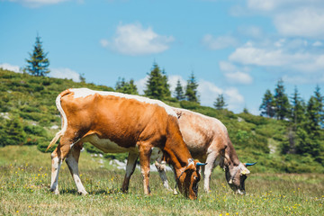 Fototapeta na wymiar Cows grazing on a green meadow