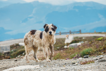 Fototapeta na wymiar Dog guard the sheep on the mountain pasture