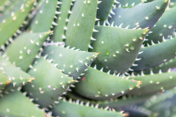 Aloe Vera plant
