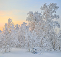 Winter snowy forest at sunrise