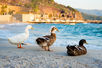 Mallard ducks and geese on the sandy beach near Aegean sea water