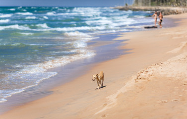 Lonely small sad dog on the beach on background of waves and couple in defocusing. 