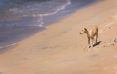 Lonely little sad dog on the beach at a wave edge, waiting for.