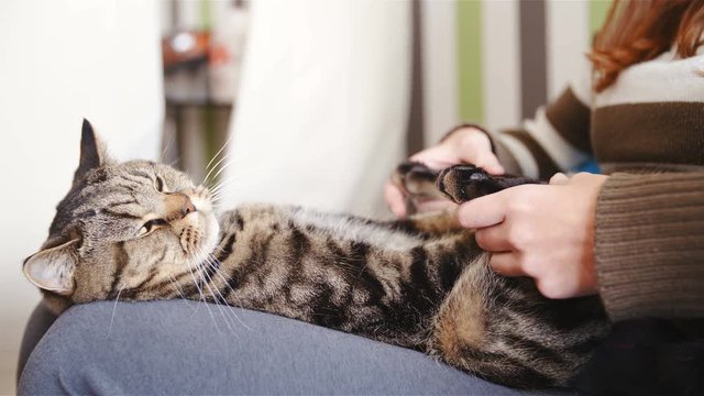 Cat lying on legs while having a paw message 4K