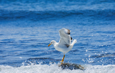 The white seagull against sea background.