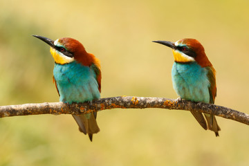 Couple of bee-eaters