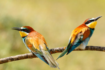 Couple of bee-eaters