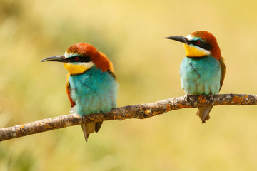 Couple of bee-eaters