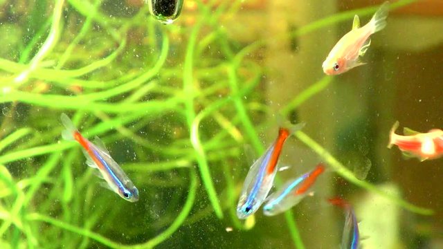 Decorative fish in an aquarium. Guppies swim in the water.