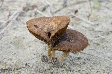 Filling two mushrooms. Big hats that touch. Tenderness in a harsh environment. The symbol of the struggle for life. Danger and craziness at the same time.