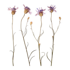 Dried and pressed flowers of cornflowers isolated on white background. Herbarium of blue wildflowers