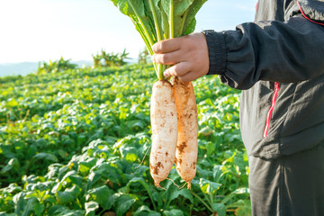 White radish in hand at farm field © bohbeh