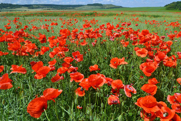 Field with blooming poppies
