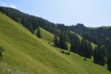 Grüne Almwiesen mit Bergen im Hintergrund