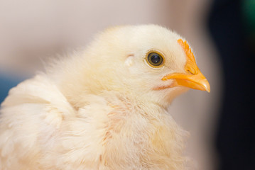 Weisses Hühner Küken