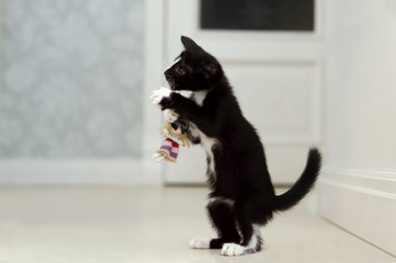 A little black kitten with white breasts is playing.