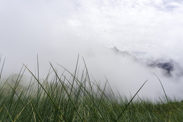 Fresh green grass on a background of fog.