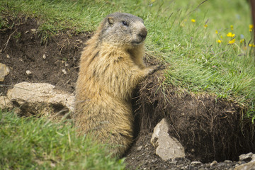 Alpine marmot in the natural environment. Dolomites.