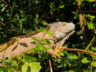 Iguana on tree in nature