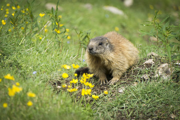 Alpine marmot in the natural environment. Dolomites.