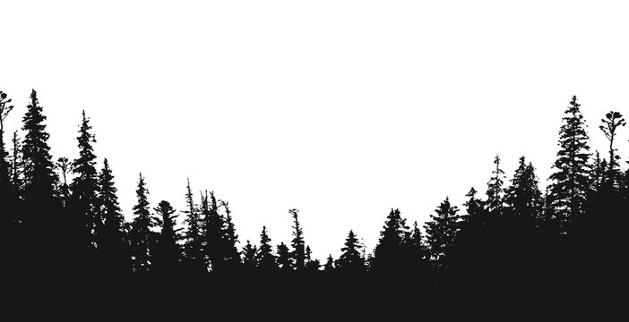 forest silhouette.View to realistic trees.Vector monochrome version