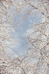 Winter bare tree branches from below. Unique nature season background formed by snowy  branches in winter sunny day with copy space