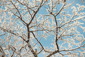Frozen  branches covered with snow from below in sunny day,  against sky, nature season background 
