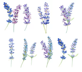 Glasschilderij Lavendel Set aquarel lavendel bloemen op witte achtergrond