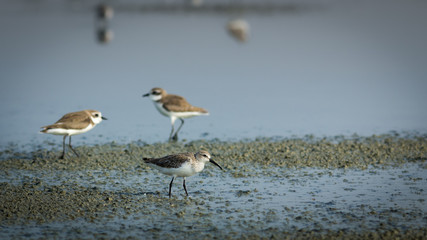Curlew Sandpiper.