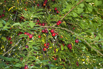 Mirabellenbaum mit reifen, roten Mirabellen im Sommer, Prunus domestica 