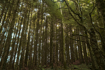 Fototapeta premium Tall Forest