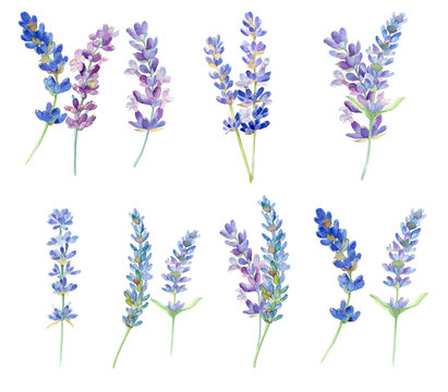Set of watercolor lavender flowers on white background