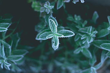 On a frosty morning, a mint in a frost taken from above.
