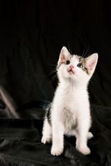 Sitting white kitten on dark brown blanket