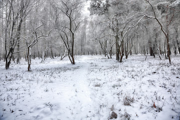 Beautiful winter landscape with snow covered trees