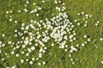 Wiese mit G&auml;nsebl&uuml;mchen