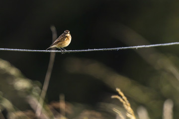 Braunkehlchen (Saxicola rubetra)