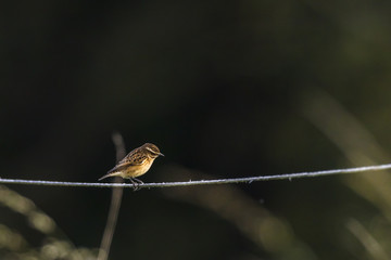 Braunkehlchen (Saxicola rubetra)